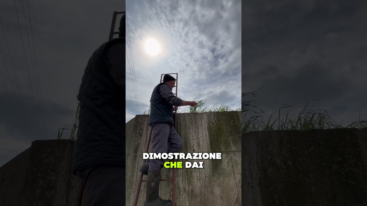 Simone ci mostra Caccamo il roomba del letame nella sua azienda agricola moderna e automatizzata.