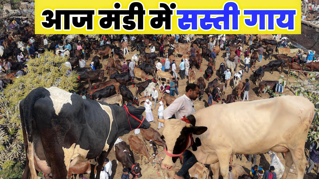 आज मोहरिया पशु मंडी में गाय हुई सस्ती | खरीदार कम mohariya pashu mandi prayagraj