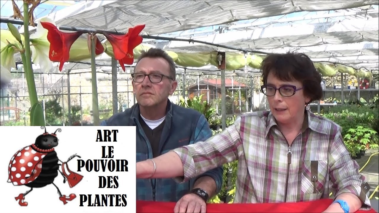 Tuto jardinage : Plante toxique: Bon à savoir  (amaryllis) toxique pour Bébé. Plante annuelle