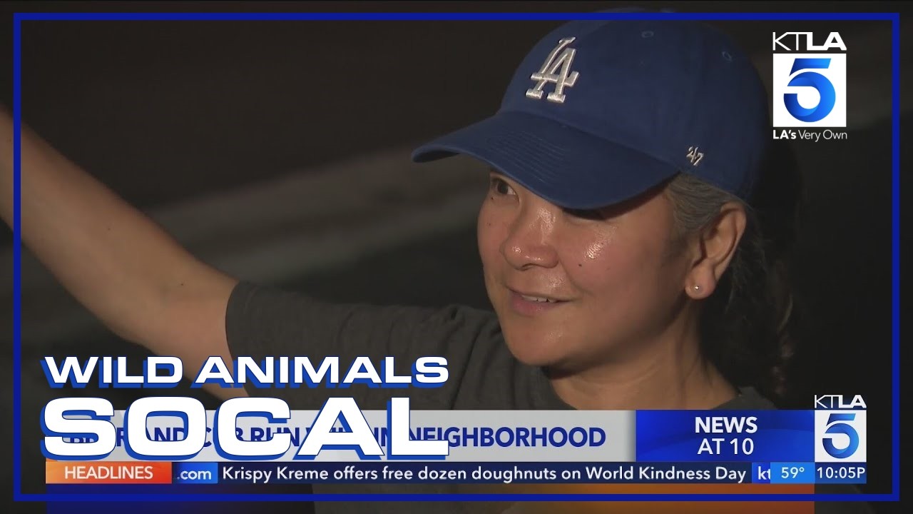 Bear and cub run wild in La Crescenta neighborhood | Wild Animals SoCal