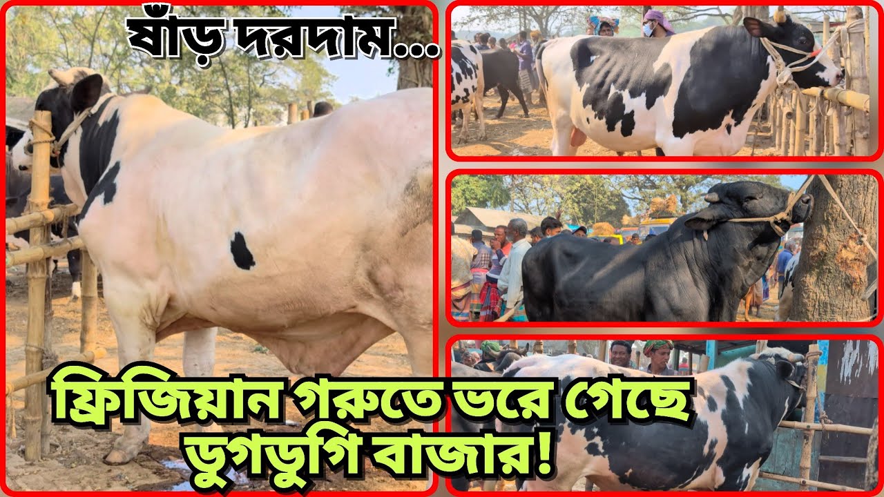 বেশ উপস্থিত ফ্রিজিয়ান ষাঁড় গরু! চুয়াডাঙ্গা ডুগডুগি হাট বাজার। #livestock #videography #hatbazar 