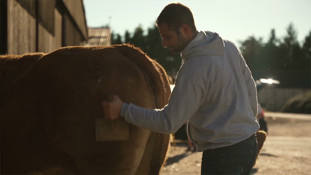 Vœux 2025 - OUPETTE égérie du Salon de l'Agriculture / race Limousine