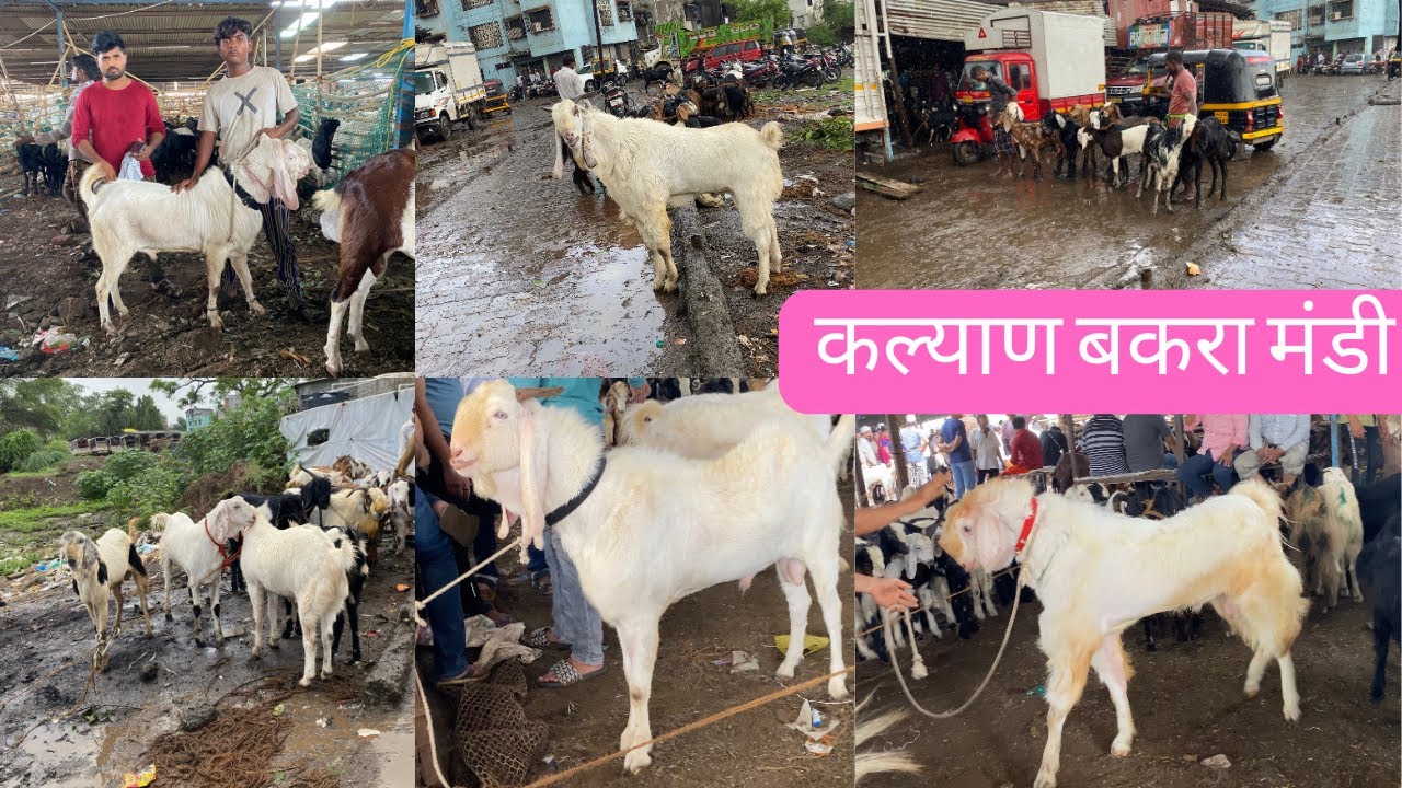 Kalyan Bakra Mandi Qurbani Goats With Price Kalyan Goat Market Kongaon mandi @Tips For Goats