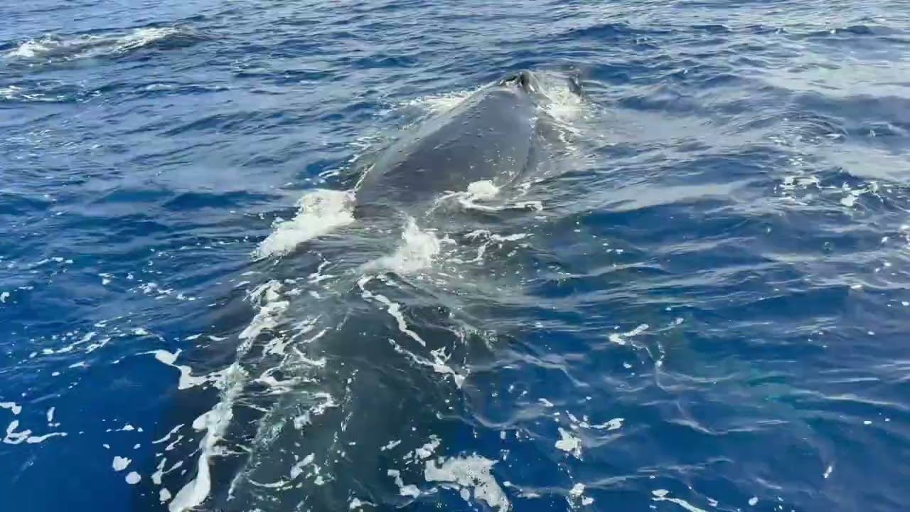 Whale Watch with Lahaina Lee