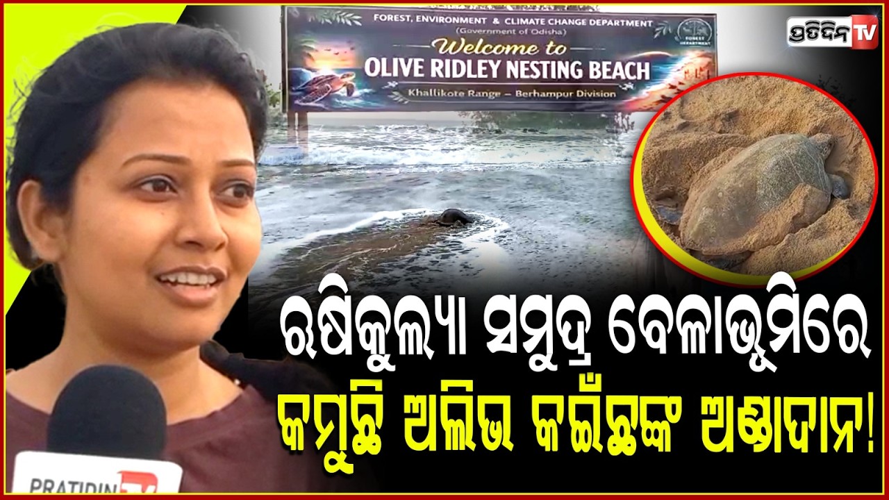 ଋଷିକୁଲ୍ୟା ସମୁଦ୍ର ବେଳାଭୂମିରେ କମୁଛି ଅଲିଭ କଇଁଚଙ୍କ ଅଣ୍ଡାଦାନ!Olive Ridley are nesting at the beach!