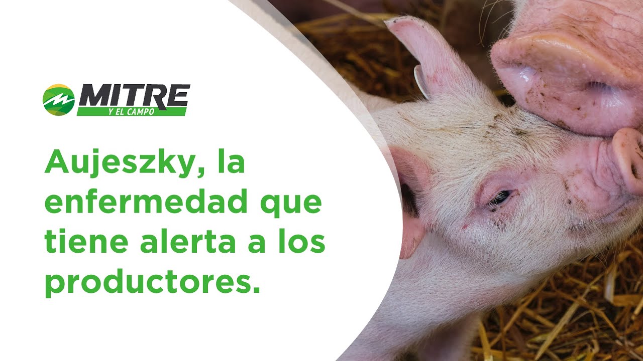 Aujeszky al descubierto: La enfermedad viral que amenaza a cerdos domésticos y silvestres