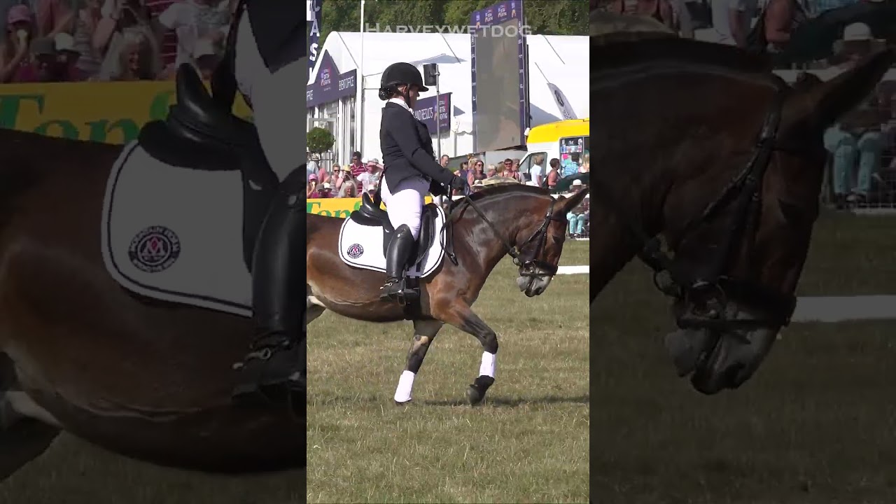 Wallace the Great Dressage Mule; Festival of British Eventing 2018 #shorts  dressage display