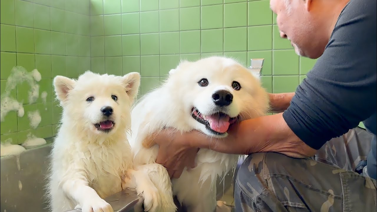 初めての容赦ないシャンプーに大泣きする子犬と兄のプライドで耐え抜く先住犬の様子がかわいすぎました…