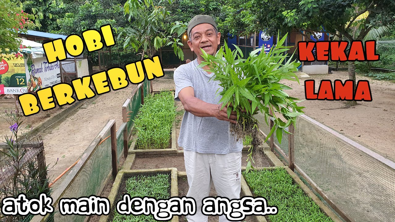 ✅️ SERONOK BERKEBUN SKALA RUMAHAN DIJADIKAN HOBI. INI SEBABNYA