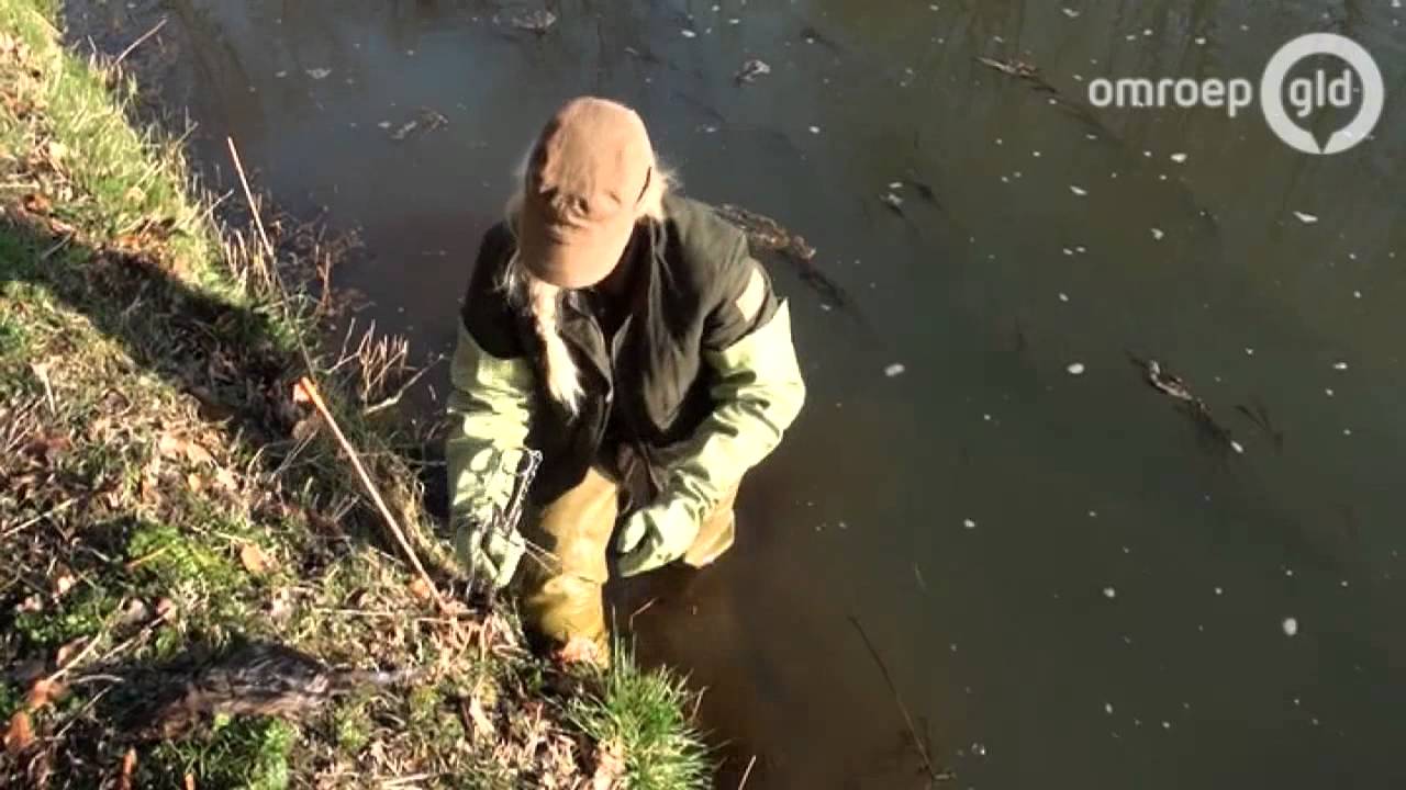 Hoogseizoen voor rattenvangers