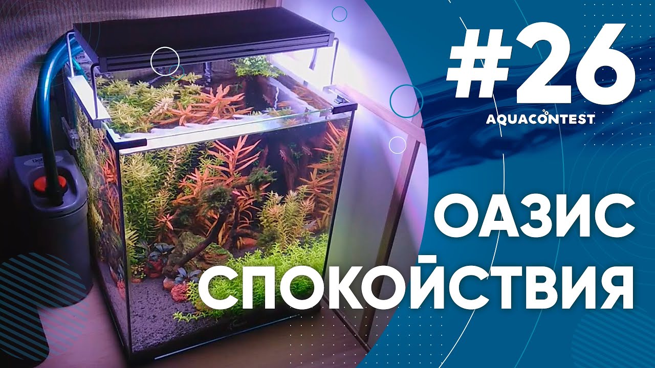 Оазис спокойствия #Aquacontest