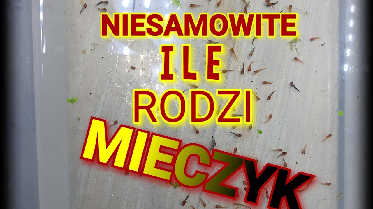 Ile młodych rodzi mieczyk Hellera?