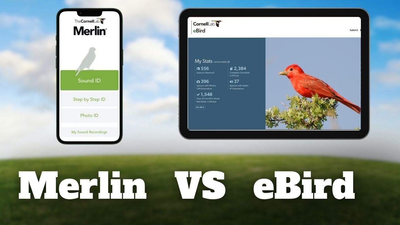 Which Birding App Should You Use? Merlin vs eBird Breakdown