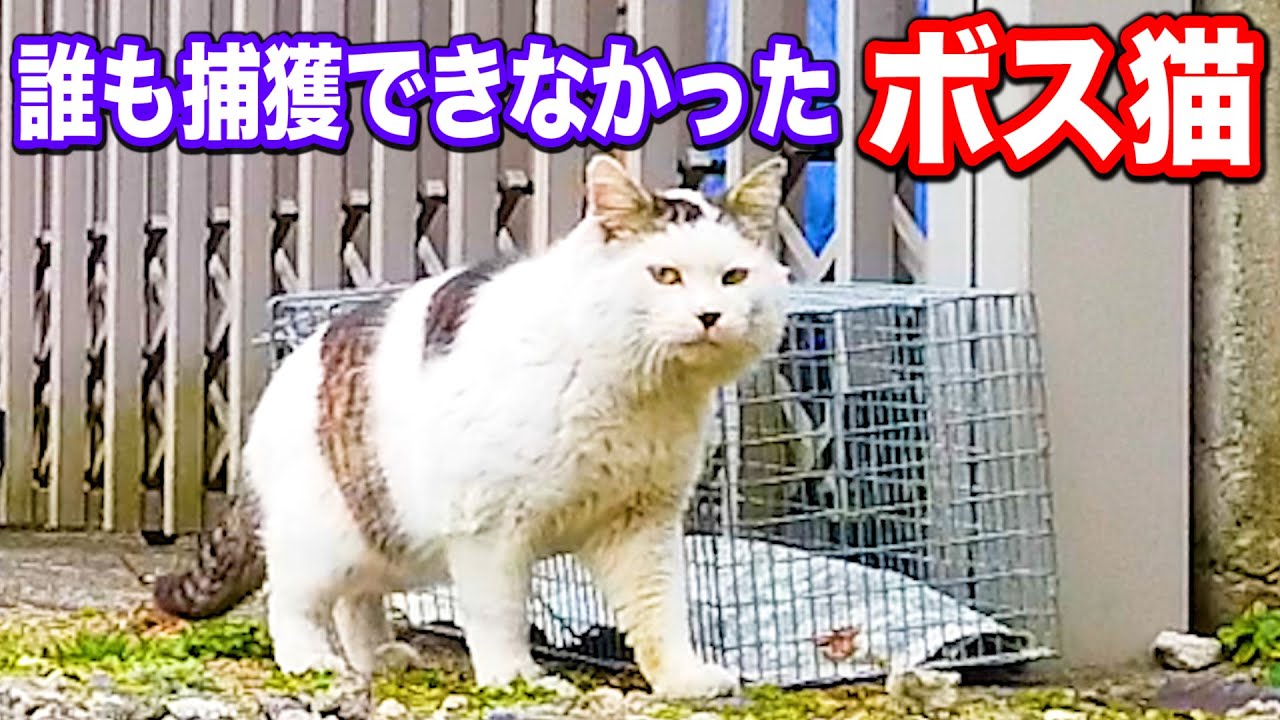 誰も捕獲出来なかった捕獲器の通用しない最強ボス猫！