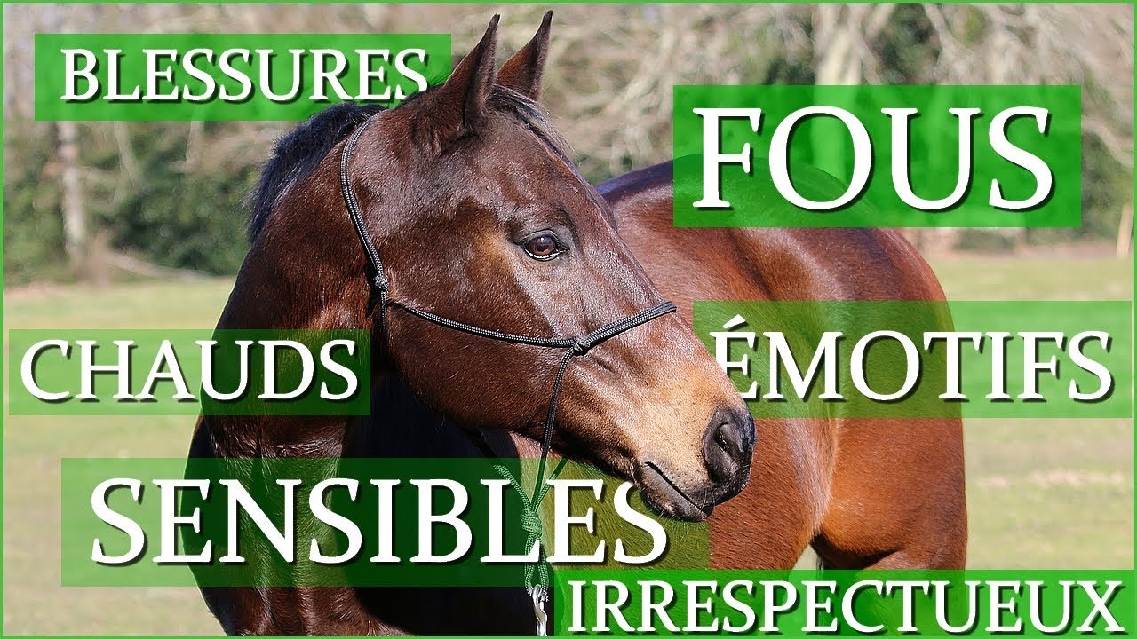 LES PURS SANG ANGLAIS SONT-ILS VRAIMENT FOUS ? - Les préjugés sur la race