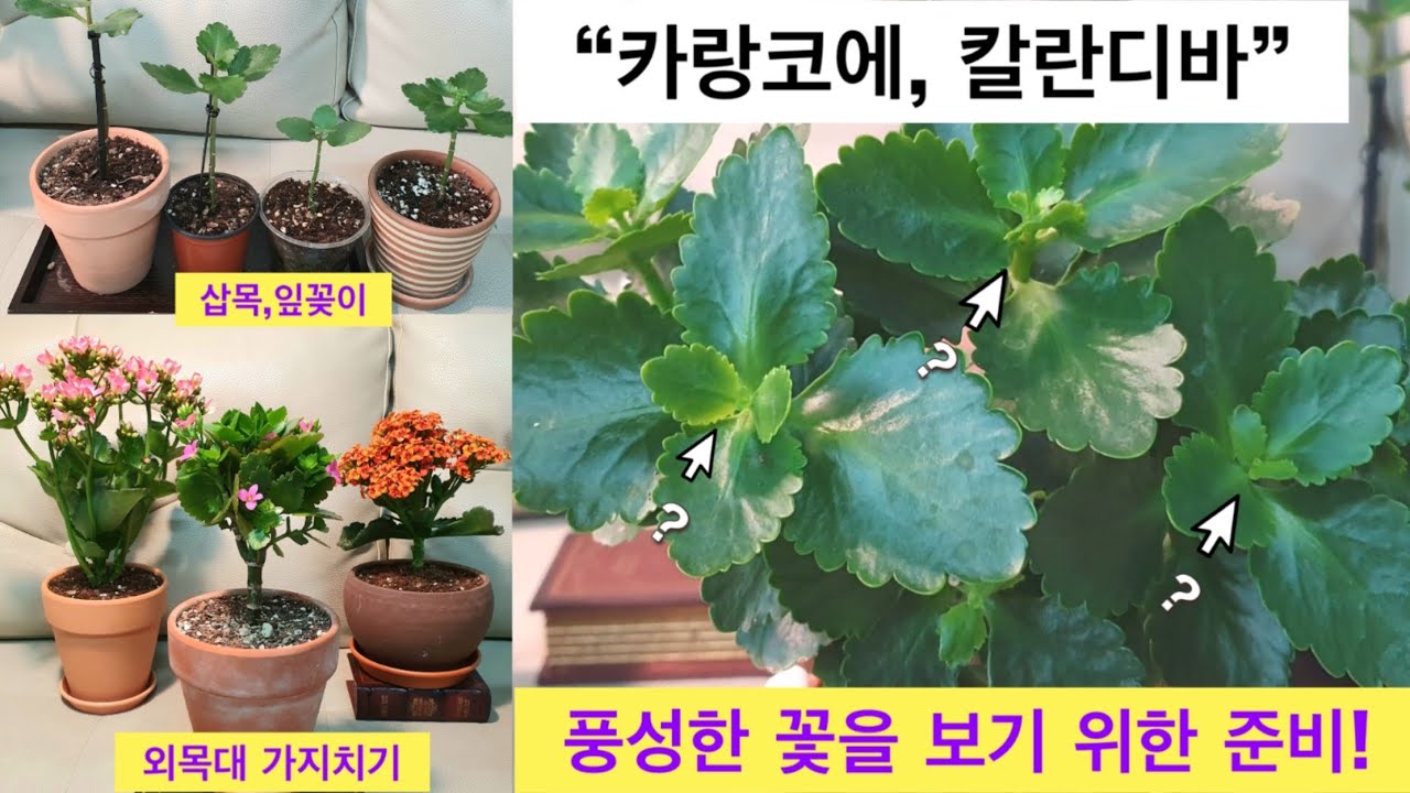 풍성하고 많은꽃 피우기위한 준비, 외목대 가지치기, 순따기, 잎꽂이, 삽목 방법 자세히~! #카랑코에 #칼란디바