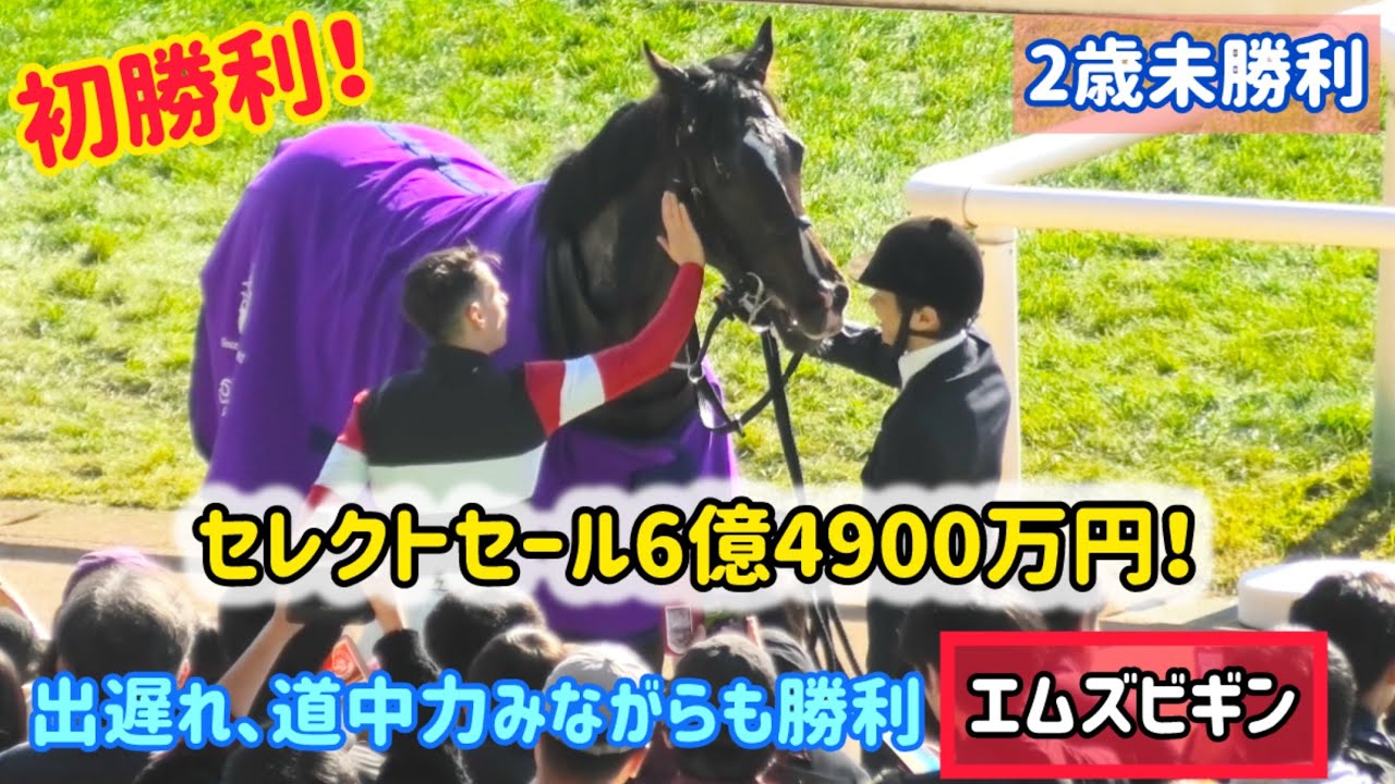 友道厩舎の次期エース候補！？初めての口取りでも落ち着いてて良い子なエムズビギン