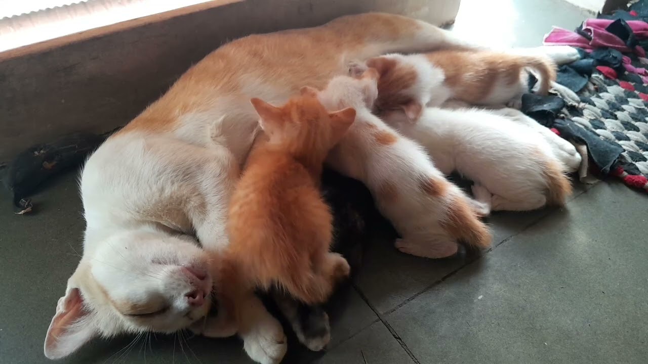 Very good mom cat sleeping to feed milk for beloved baby kittens