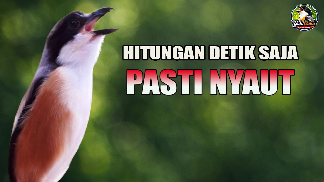 🔴 Live Pancingan Cendet Gacor Hanya Hitungan Detik Pasti Emosi Langsung Nyaut Ikut Bunyi