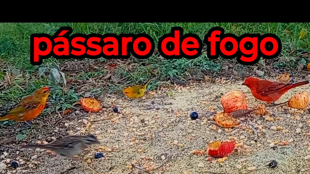 Até pássaro de fogo apareceu 