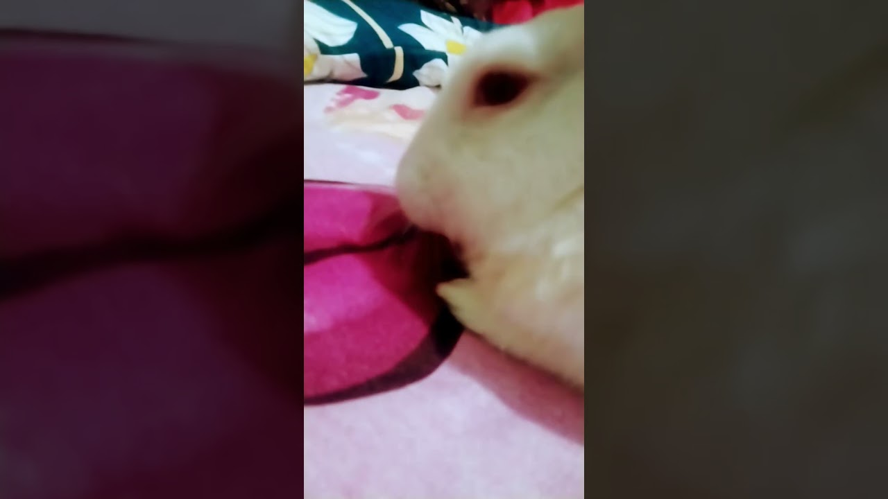 eye trend but in rabbit style ♥️😂*he  likes to lick me instead of showing his eyes*😂