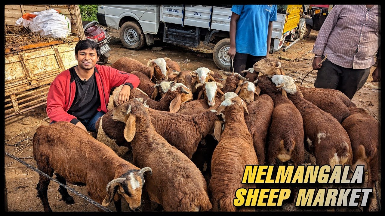 Bangalore nelmangala goats and sheep market 50% drop in prices full detail video