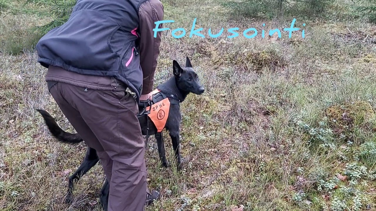 Henkilöhaku - Fokusointi 1