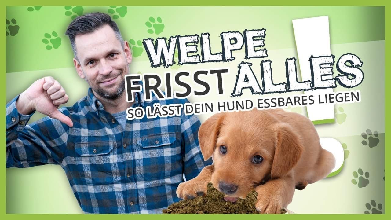 WELPE frisst alles vom Boden ▶︎ So l&auml;sst dein Hund Essbares liegen