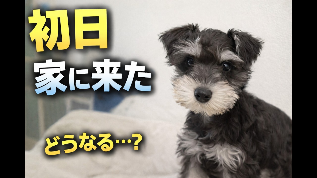 子犬を迎えた初日が尊すぎた...