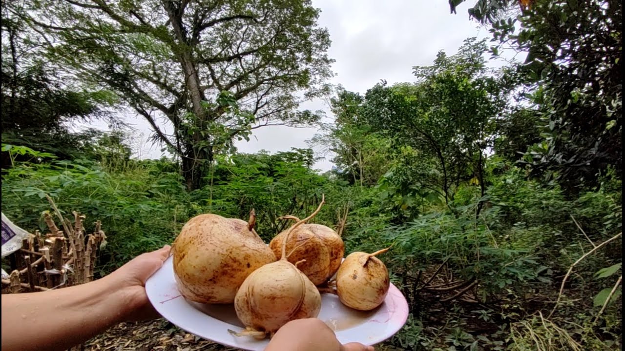 Best but simple recipe for Pickled Jicama/Singkamas/Mexican Turnip|Freshly harvested