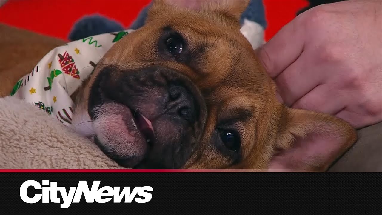 Clementine's story will melt your heart