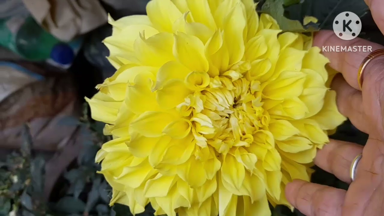 আমাদের বাড়ির ছোট্ট বাগান। Our little Garden☺☺☺