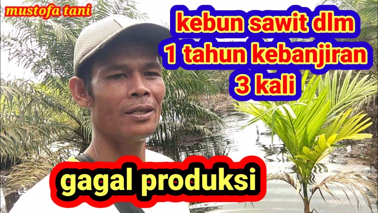 kebun sawit terendam banjir 3 kali dlm satu tahun
