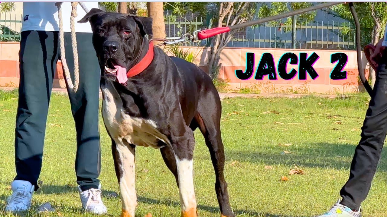 शानदार Bully Dog Jack 2 ll Mastiff Bully Dog ll Bully Dogs Video ll Bully Kutta Import Export ll