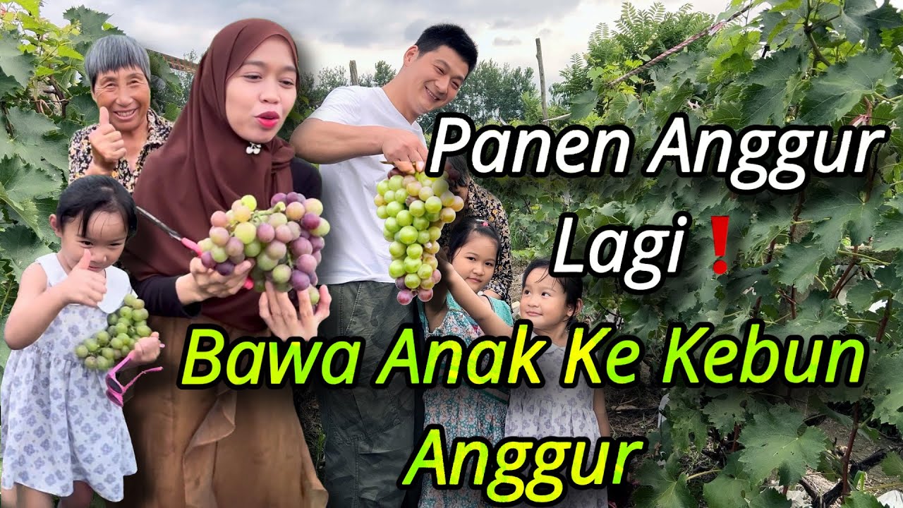 PANEN ANGGUR LAGI‼️ALHAMDULILLAH BORONG ANGGUR  BUAT KELUARGA DATANG KE RUMAH BESOK 