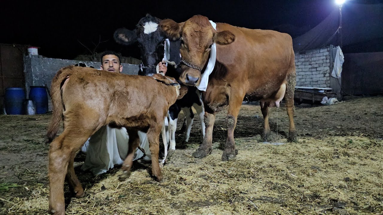 أبقار هولشتاين الماني وامريكي بيور بتحلب 35 و30 ك في اليوم علي الميزان وخليط عالي 27 ك لبن في اليوم
