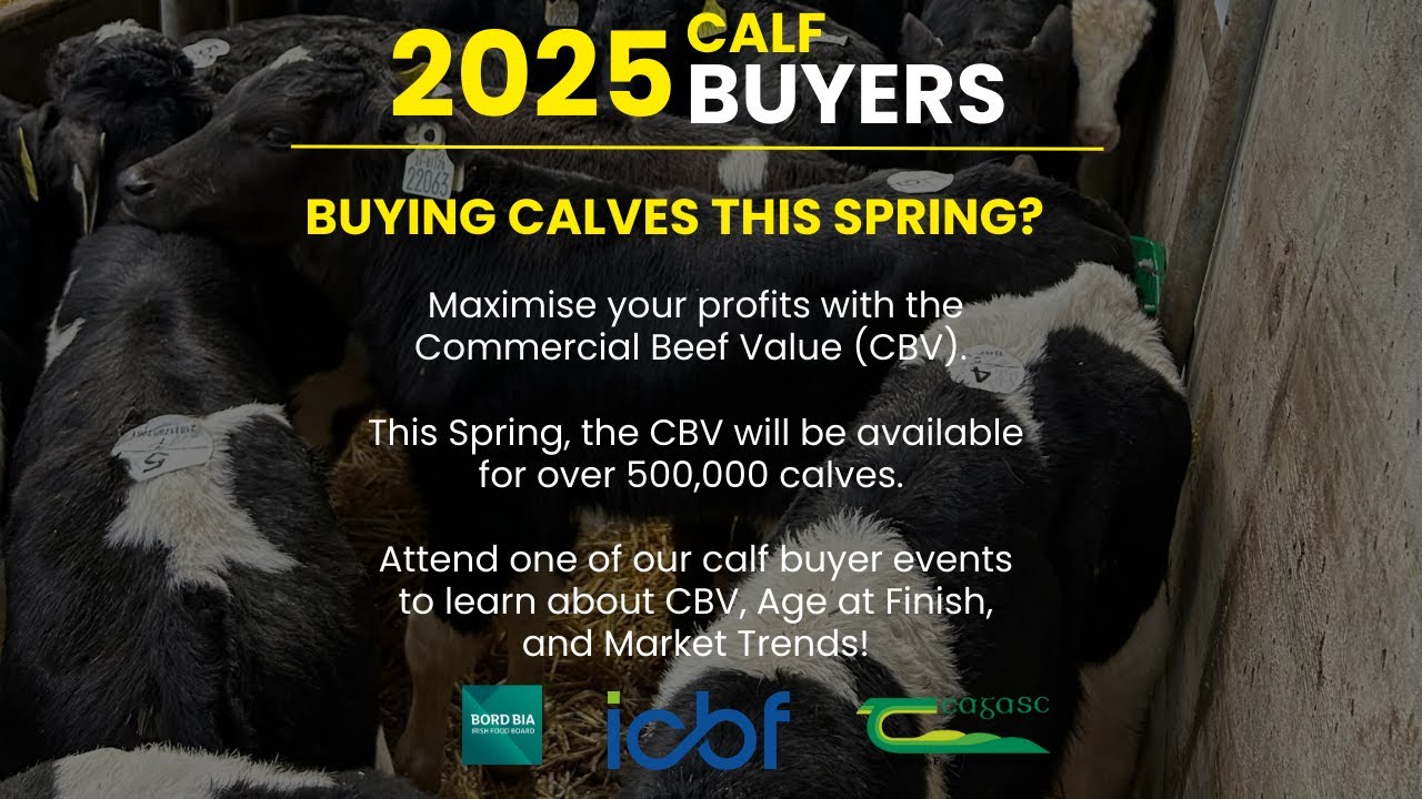 Calf Buyer Information Evening in Corrin Mart 29/01/25