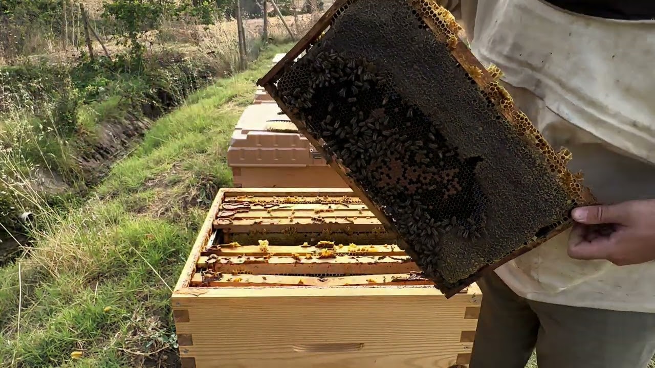 2024 Bal Hasadına devam |2|