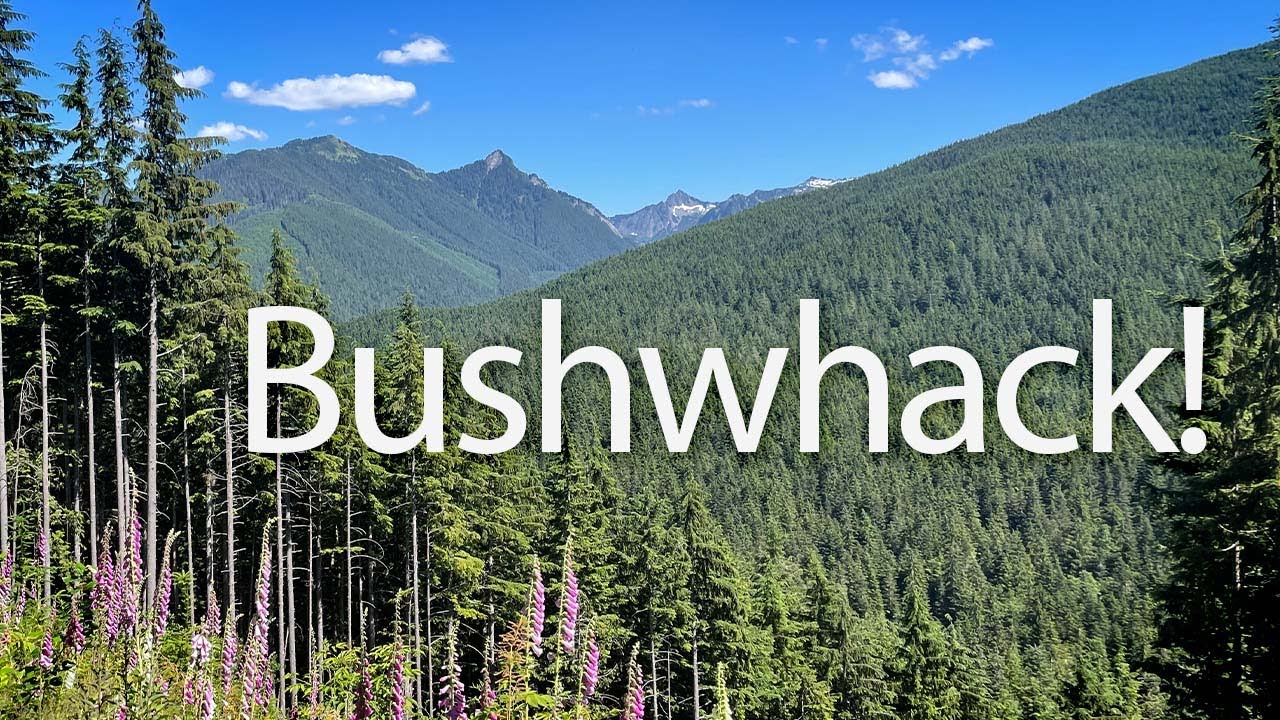 Logging Road Bushwhack Adventure
