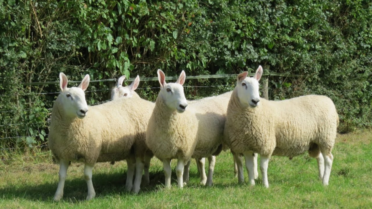 Border Leicester Sheep | Hardy Prolific Foragers
