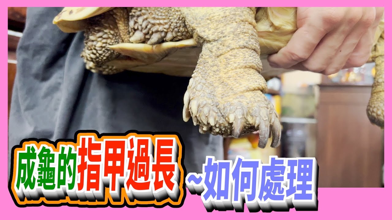 【豹龜】東非肯亞豹紋陸龜日常生活272~成龜的指甲過長～如何處理~