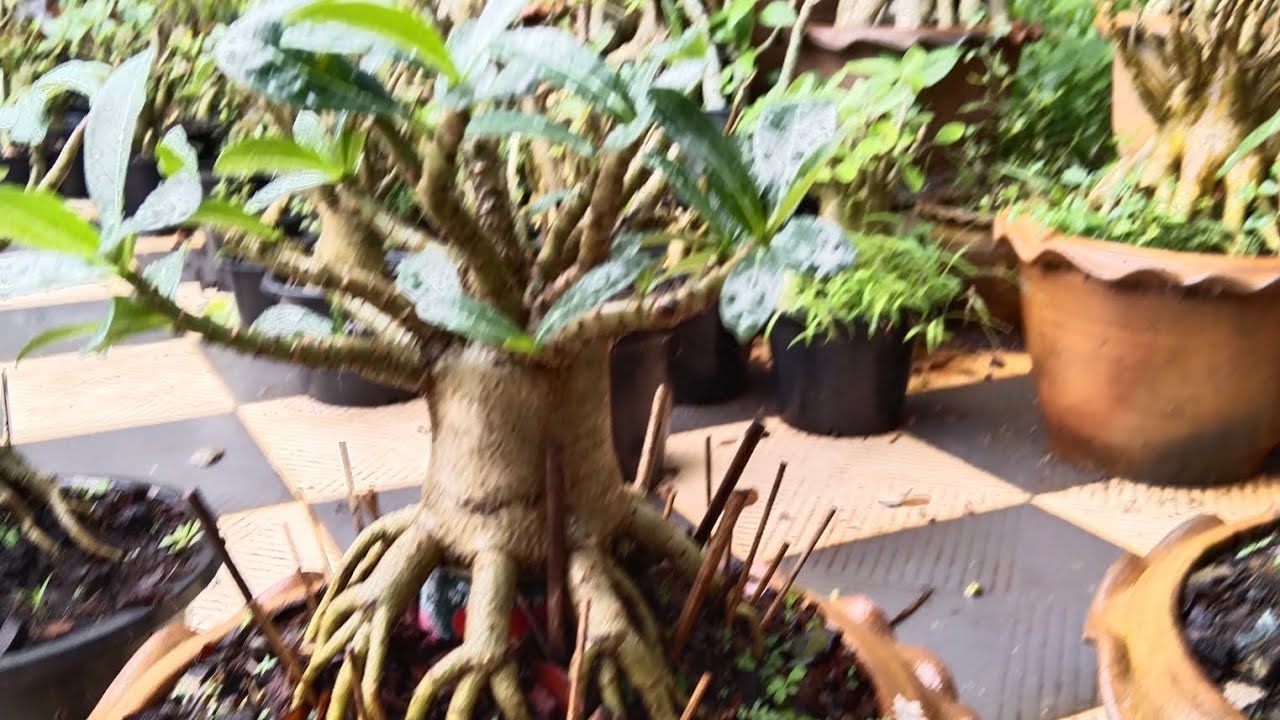 บ้านชวนชม#2 23/11/68 ID: tao-aric #บ้านชวนชม #ชวนชม #บ้านและสวน #garden #flowers #ไม้มงคล 