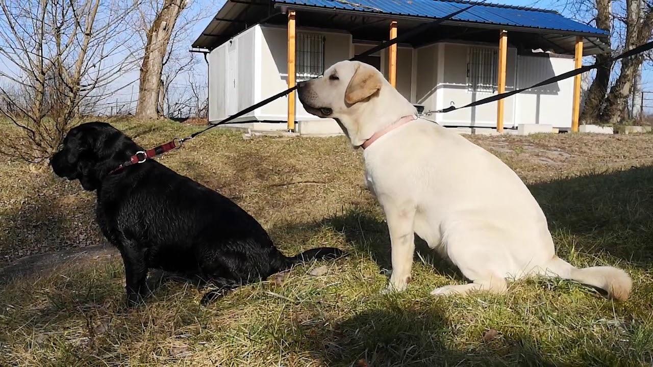 Retriever Club of Croatia - training