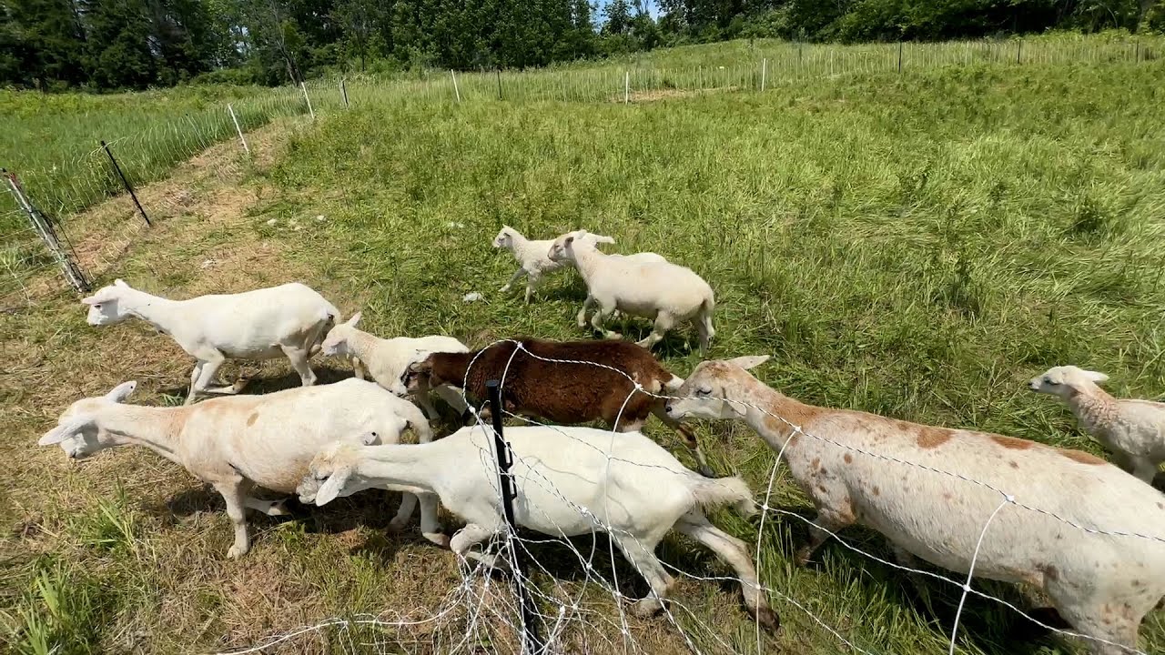 CLEARING BRUSH WITH SHEEP PART 2 | How To Start A Farm From Scratch | Mark Shepard