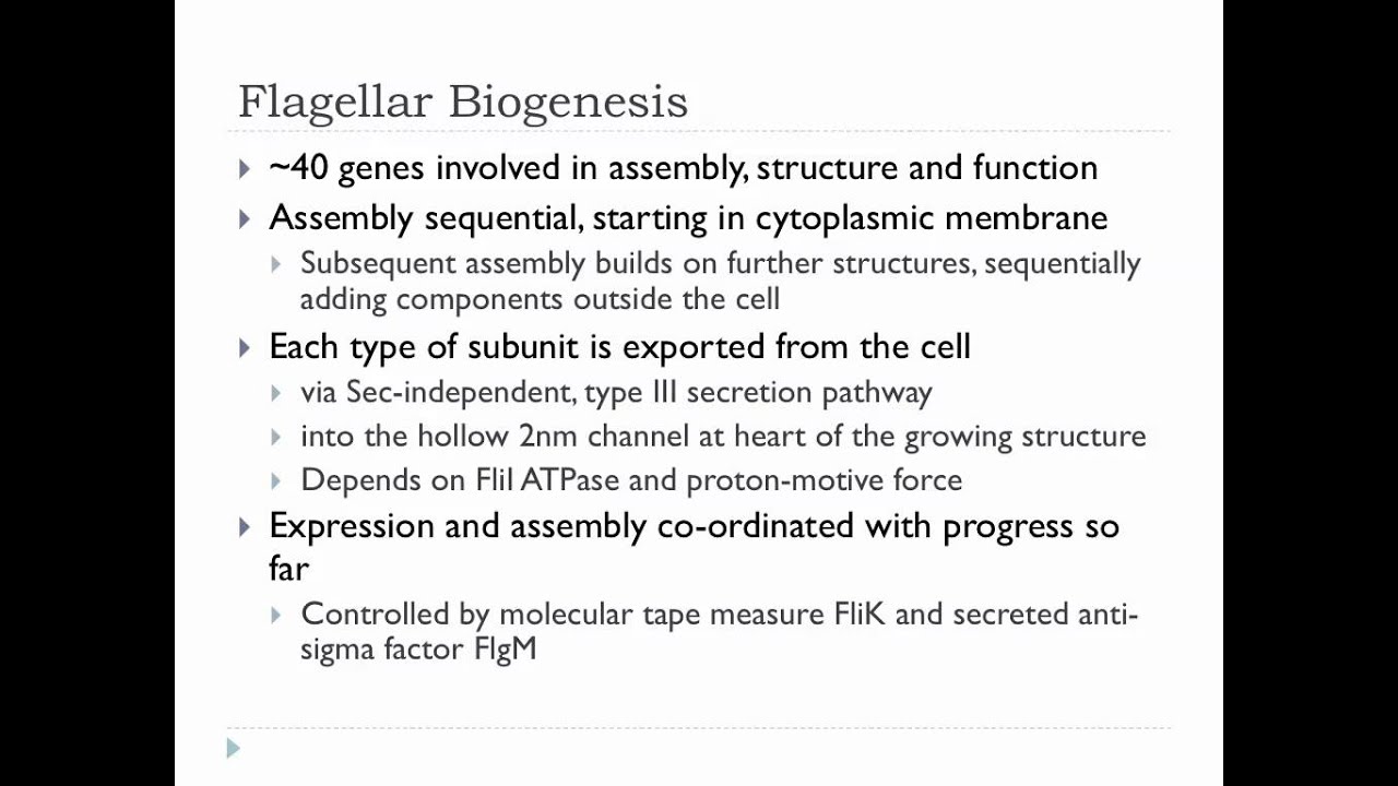 Bio305 Lecture on the Bacterial Flagellum