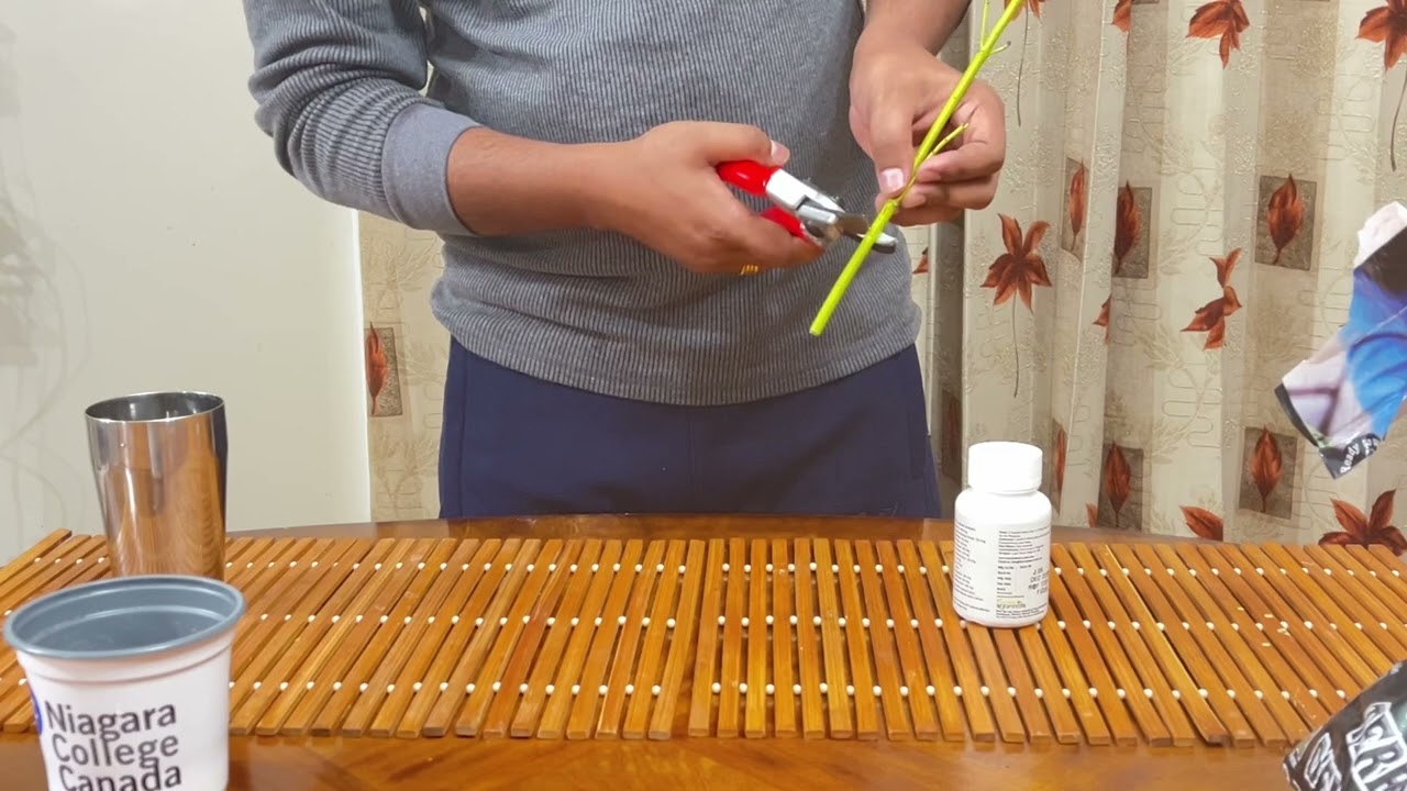 Cutting propagation ( Yellow twig dogwood)