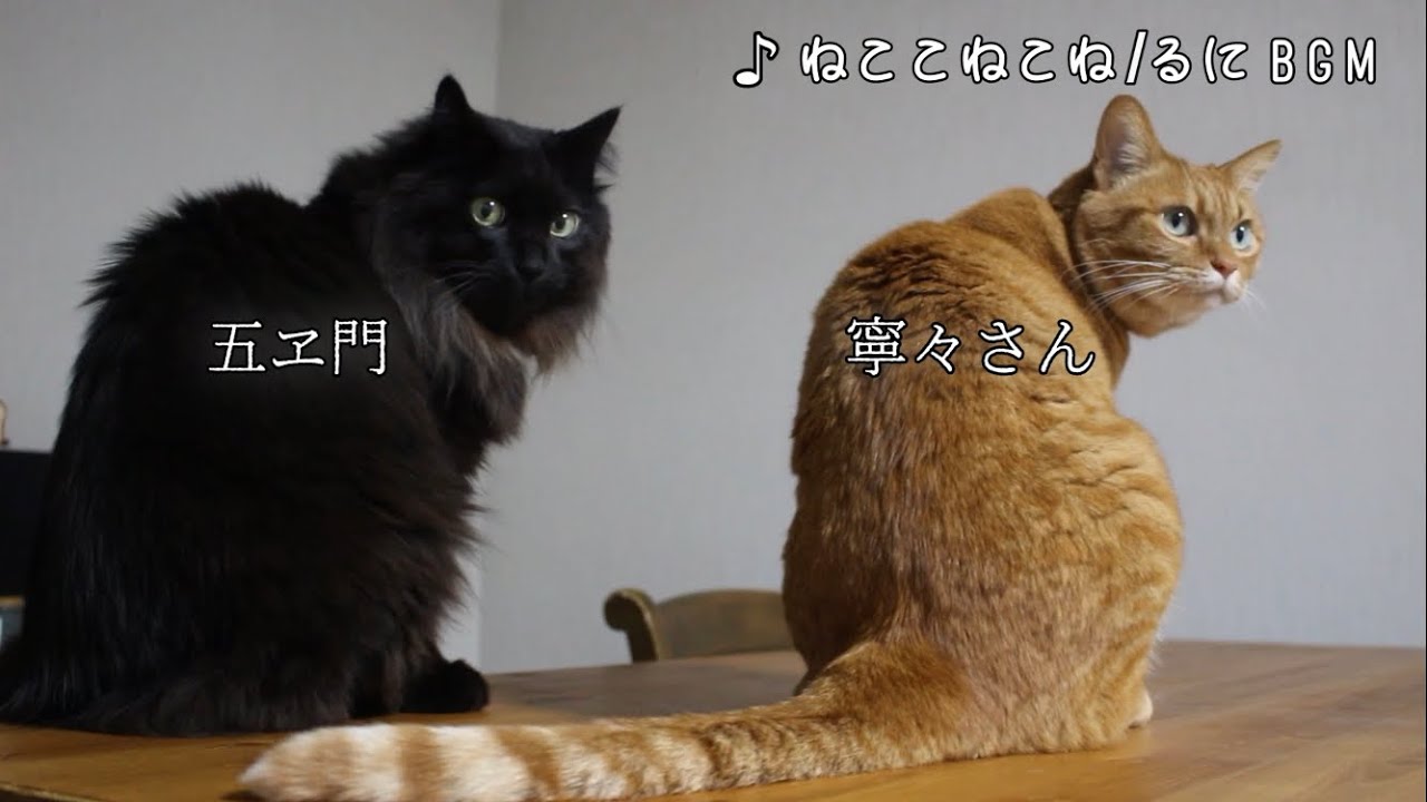 ねこの五ヱ門と寧々さんと暮らしています