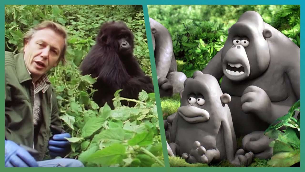 The Gorillas Meet Attenborough ft. Aardman Animations #Attenborough90 | The Travel Edit