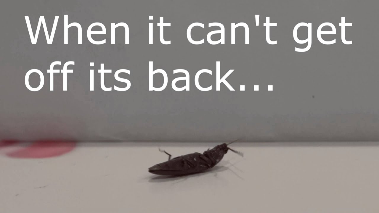 Elateridae - Click Beetle