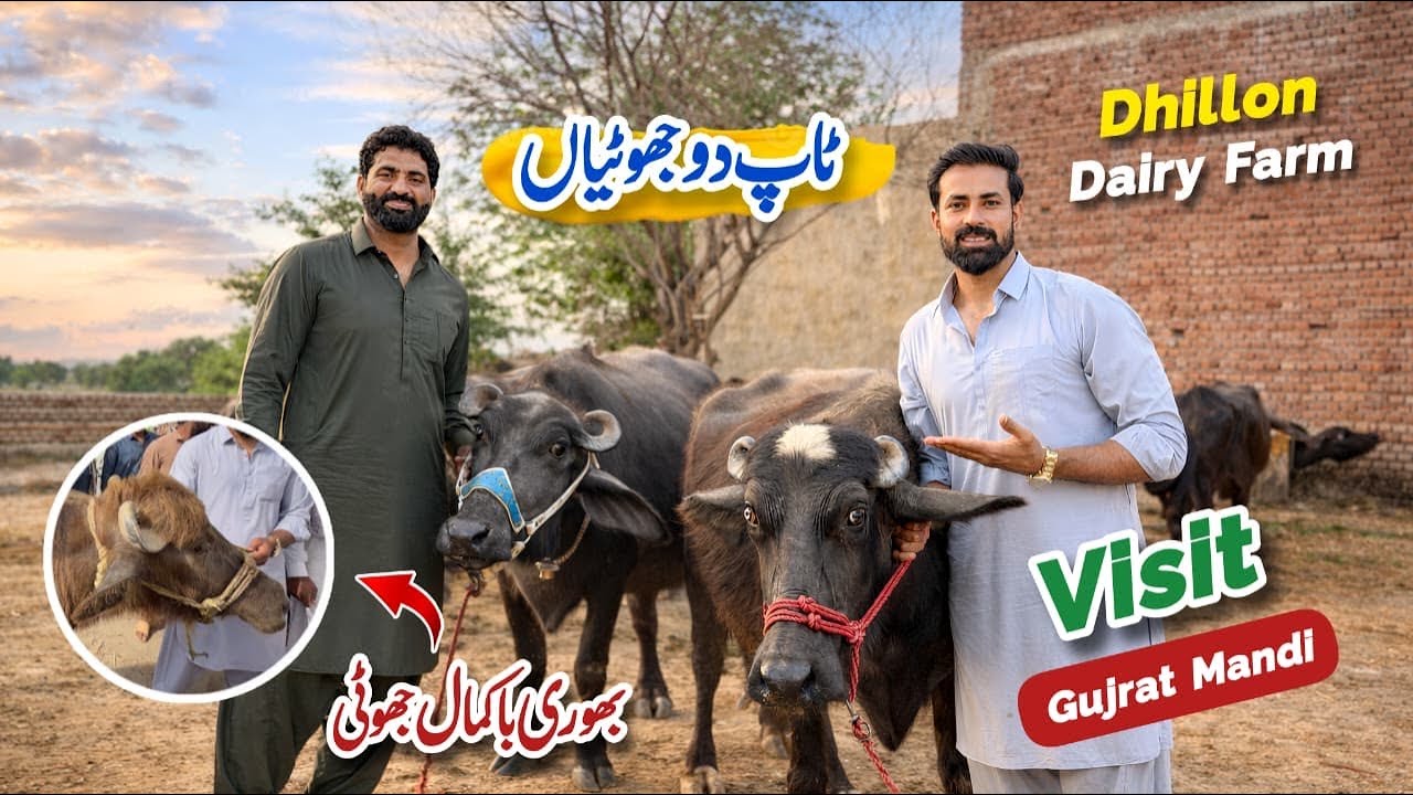 Visit Gujrat Mandi | Nayab Jhottiyan kharid Lyian | Bhoori Jhotti | Waqar Bhinder | Nasir 